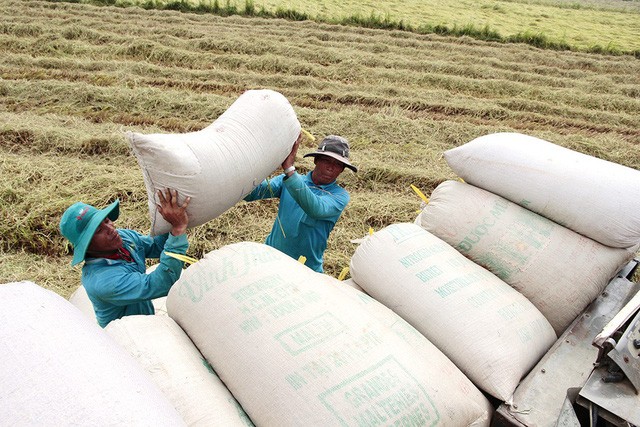 Chính phủ sẽ mua hơn 200.000 tấn gạo để giảm giá lúa tại Đồng bằng sông Cửu Long - Ảnh: Tư liệu