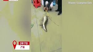 Thủy quái “nửa rắn nửa rùa” xuất hiện ở hồ Trung Quốc