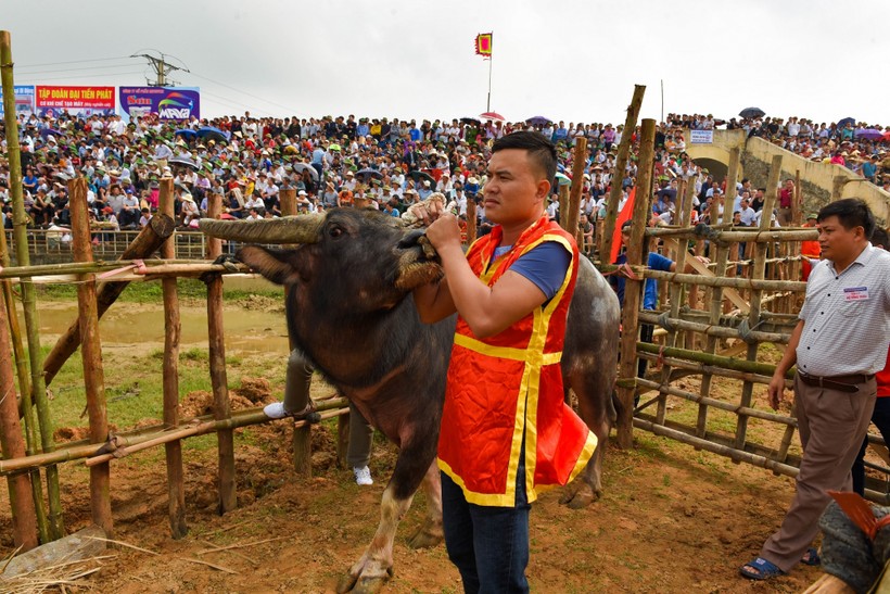 Biển người đổ về xem lễ hội chọi trâu cổ nhất Việt Nam