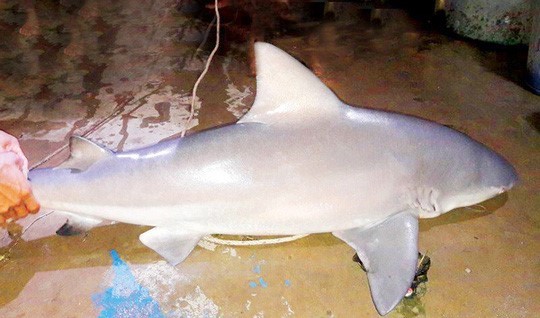 “Huyền bí” chuyện ngư phủ chạm trán cá mập ở Vàm Nao