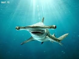Hàng trăm con cá mập đầu búa vây quanh nhà sinh vật biển