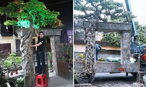 Gia chủ Hà Nội bán cây "khuyến mãi"... cổng nhà