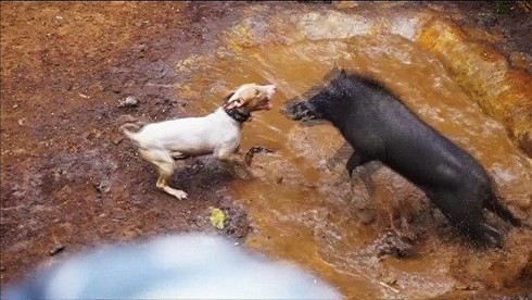 Sốc cảnh đấu trường chó pitbull tử chiến lợn rừng