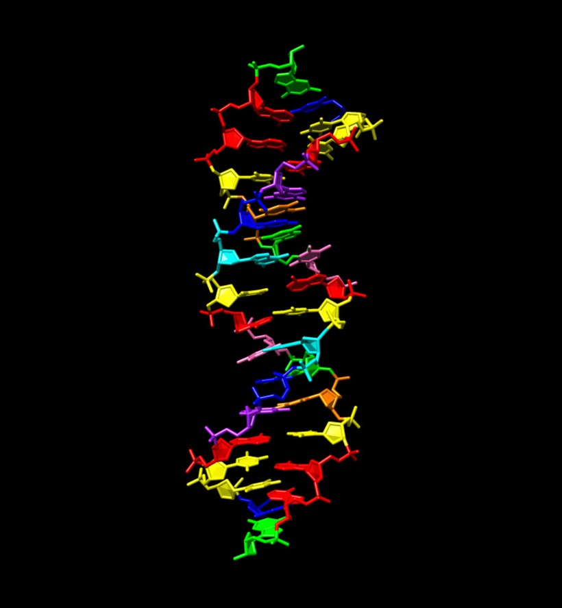 Cấu trúc hachimoji DNA