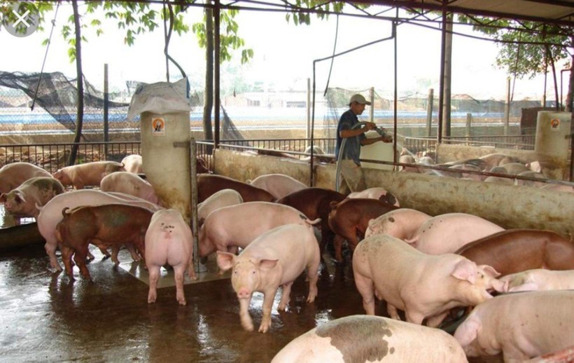 Các địa phương cần chủ động phòng tránh dịch bệnh trên đàn lợn (Ảnh minh họa)
