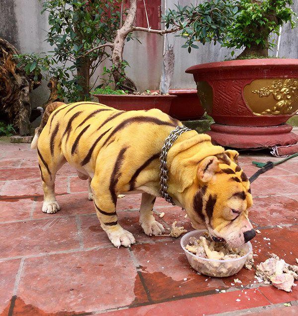 Chủ nhân làm một việc khiến chú chó giống hệt con hổ, xinh phát hờn