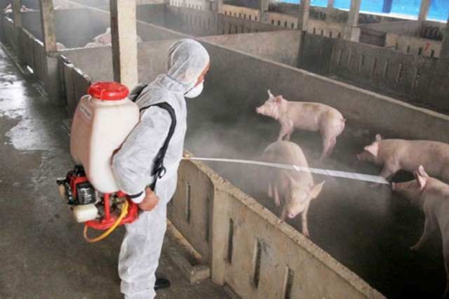 Cần kiểm soát chặt chẽ quy trình sát trùng vào các trang trại chăn nuôi lợn