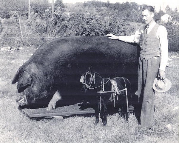 Những kỷ lục Guinness ấn tượng của... lợn