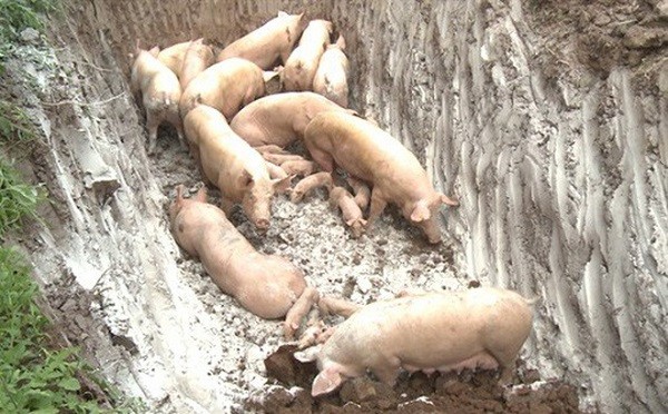  Nâng mức hỗ trợ người chăn nuôi, cấp bách khống chế dịch tả lợn châu Phi