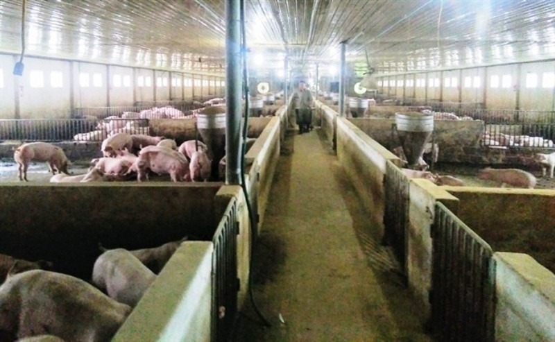 Người dân chăn nuôi tại Hà Tĩnh đang dồn sức phòng DTLCP.