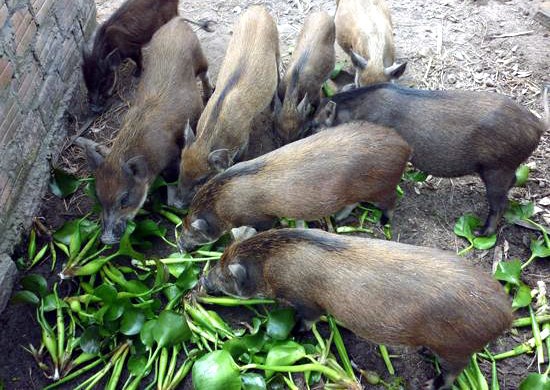 Quy định "lạ đời": Bèo tây, rau chuối… không được cho lợn ăn?