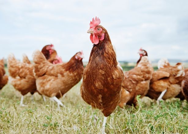 Đàn gà giết chết cáo trong một trang trại ở Pháp.