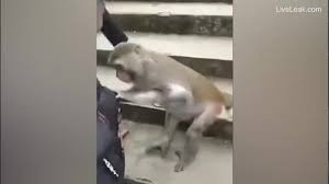 Qua cầu, bị khỉ chặn lại lục soát đồ đạc