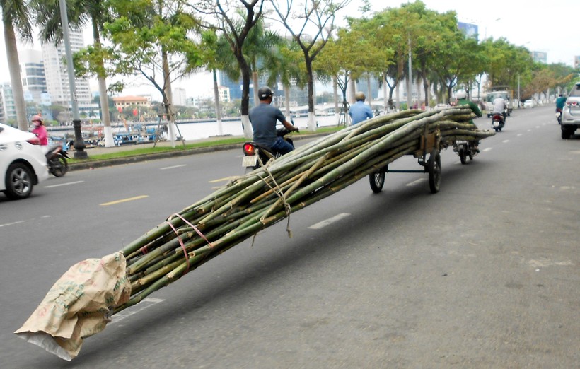 Xe máy chở tre “siêu dài” trên đường Trần Hưng Đạo (Q. Sơn Trà)