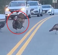 Chú gà tây chặn xe di chuyển để cả bầy qua đường