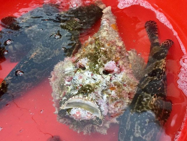 Quảng Ngãi: Bày bán cá mặt quỷ hiếm thấy, nặng hơn 3,5 kg 