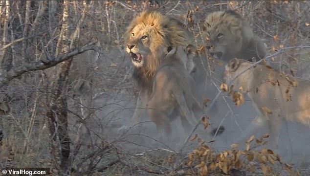 Video: Đàn sư tử kịch chiến đuổi sư tử đực to lớn muốn thống lĩnh cả bầy
