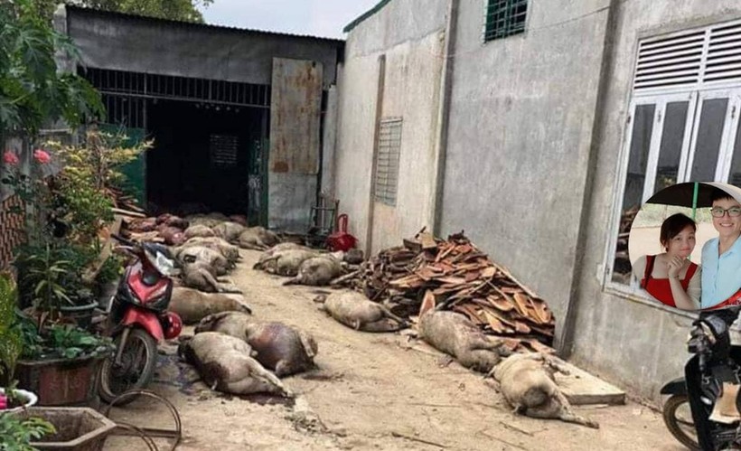 Điều tra tài khoản hoang tin đào 800 con lợn bị dịch đã chôn lên bán