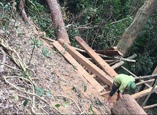  Phát hiện thêm vụ phá rừng nghiêm trọng tại Quảng Bình
