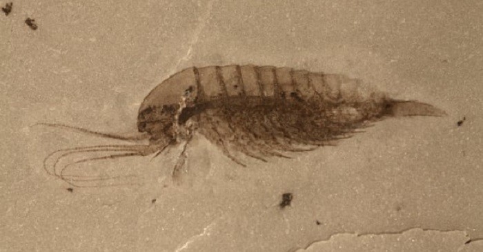 Các nhà khoa học đã tìm thấy một kho tàng hóa thạch có niên đại hơn nửa tỷ năm trên bờ sông Danshui ở tỉnh Hồ Bắc