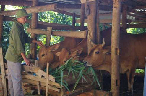 Chăn nuôi lợn, bò tăng thu nhập cho gia đình, tận dụng nguồn phân hữu cơ bón cho cây trồng