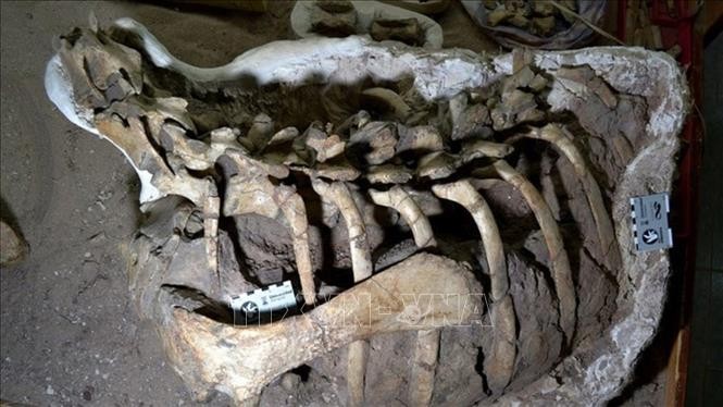 Hóa thạch xương của một loài khủng long chân chim (Ornithopoda) mới được phát hiện tại Neuquen, Argentina. Ảnh: AFP/TTXVN