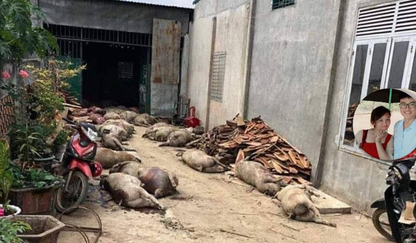Tài khoản Facebook đăng tải nội dung về việc 800 con lợn bị dịch bệnh chôn rồi được đào lên bán.