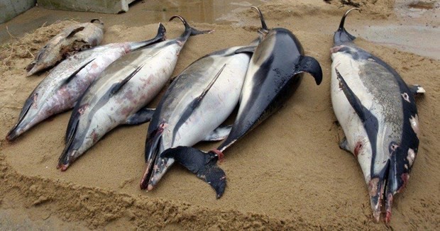 1.100 con cá heo chết thảm đầy bí ẩn, trôi dạt vào bờ biển