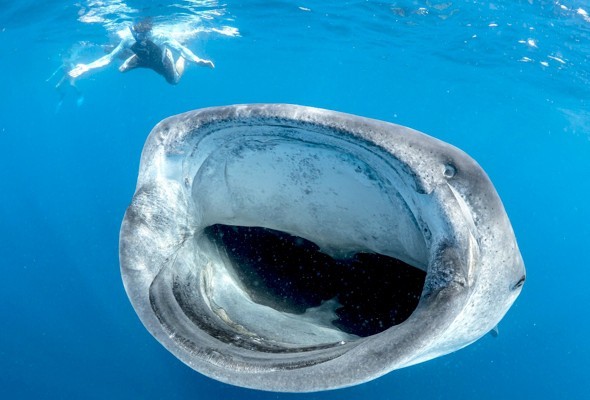 Hành trình lọt vào bụng cá voi, thoát ra an toàn của nhiếp ảnh gia Nam Phi