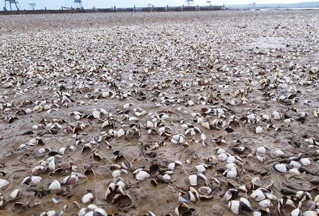 Hàng trăm hecta ngao ở hai xã là Hậu Lộc và Hoằng Hóa chết trắng bãi không rõ nguyên nhân hơn một tuần nay.
