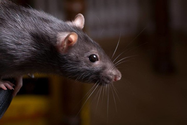 Làm giàu từ con chuột chết: Bài học thấm thía cho những người đang nỗ lực làm giàu