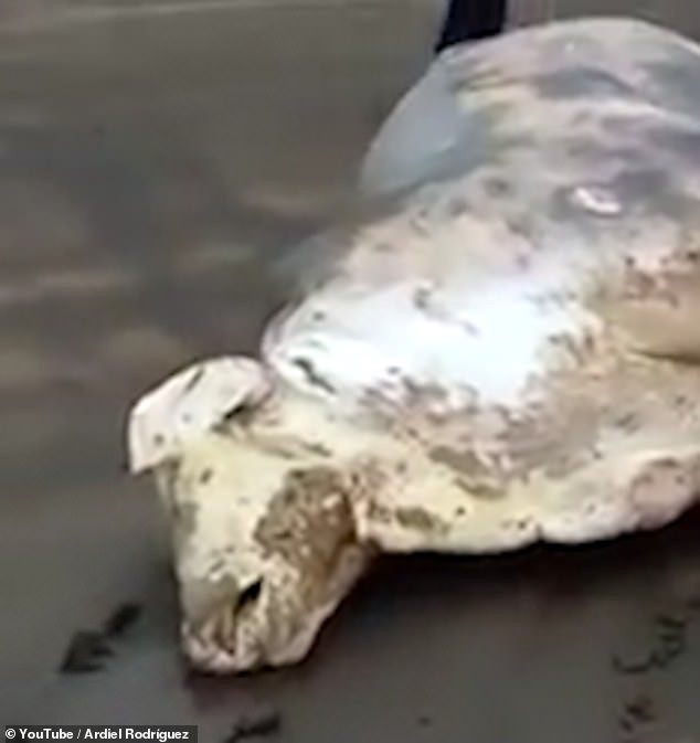 Video: Du khách ra biển ngắm cá voi, không ngờ thấy xác bò trôi vào bờ