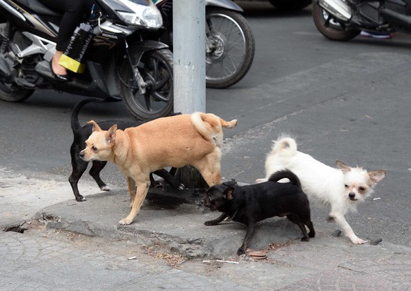 Bầy chó thả rông trên đường Lê Thánh Tôn, Q.1, TP.HCM - Ảnh: Tự Trung