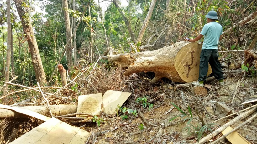 Hiện trường vụ phá rừng quy mô lớn.