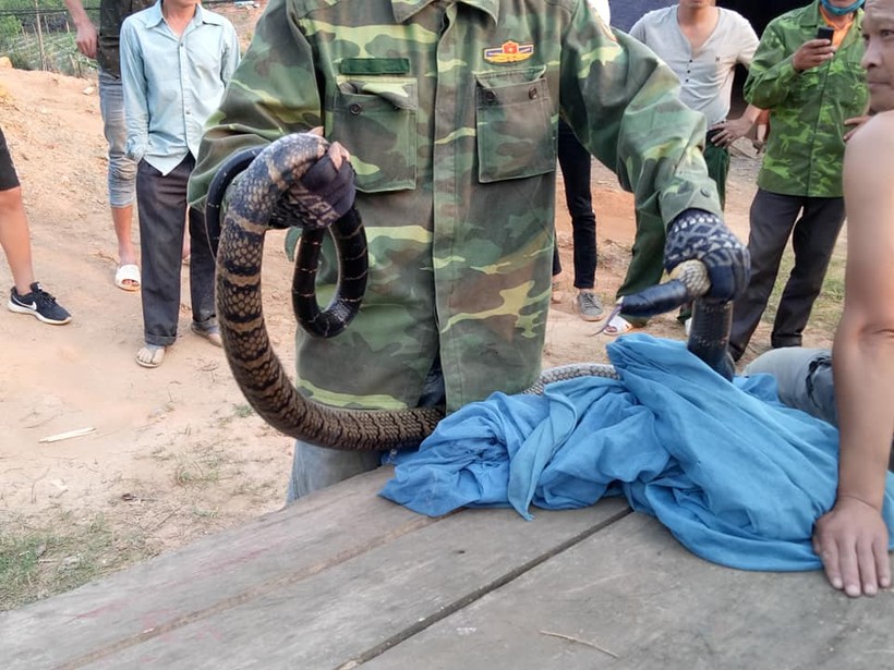 Sơn La: Bắt được rắn hổ mang “khủng” nặng gần 10kg