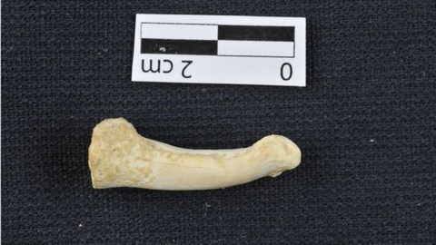 Phát hiện dấu vết người cổ đã tuyệt chủng ở Philippines