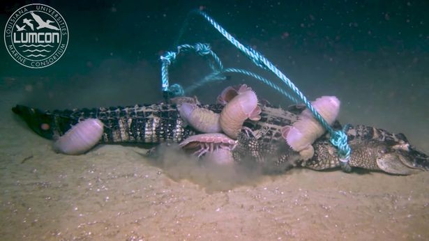 Video: Sinh vật biển kỳ dị xâu xé “sát thủ đầm lầy”