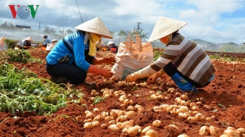 Lâm Đồng dán tem chống giả cho hơn 1.500 tấn khoai tây Đà Lạt