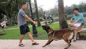 Hà Nội: Vô tư huấn luyện chó dữ tại công viên