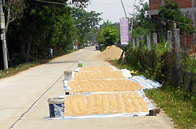 Phơi lúa ở tuyến đường DH4 (xã Hòa Khương, huyện Hòa Vang)