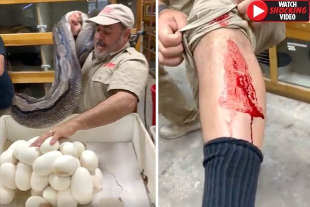 Video: Trăn khổng lồ cắn ngập răng vào người để bảo vệ trứng