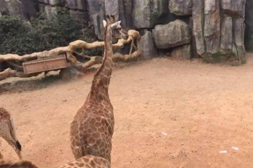 Khách ném 1.500 USD cho hươu cao cổ khó hiểu ở vườn thú Trung Quốc 