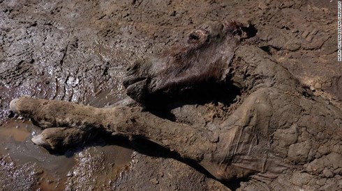 Xác ướp ngựa 42.000 năm tuổi vẫn còn nguyên máu và nước tiểu tại Nga.