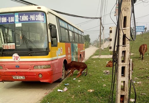 Bò mắc kẹt đầu vào bánh xe buýt ở Hà Nội