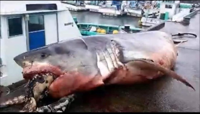 Cá mập trắng khổng lồ chết nghẹn vì tham ăn rùa biển