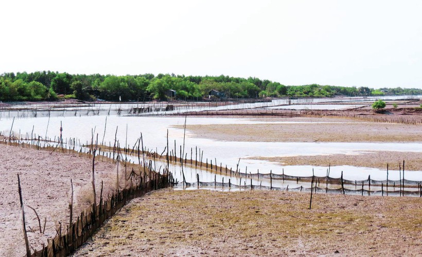 Một khu đầm bán ngập ven biển hạ nguồn sông Ba Lai