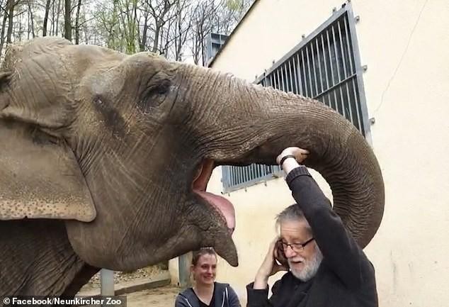 Xúc động con voi 52 tuổi vẫn nhận ra người quản tượng sau 32 năm xa cách