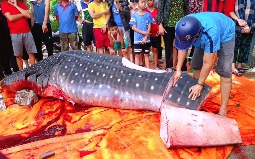 Cá mập voi gần 1 tấn bị ngư dân Sầm Sơn xẻ thịt bán gây tranh cãi 