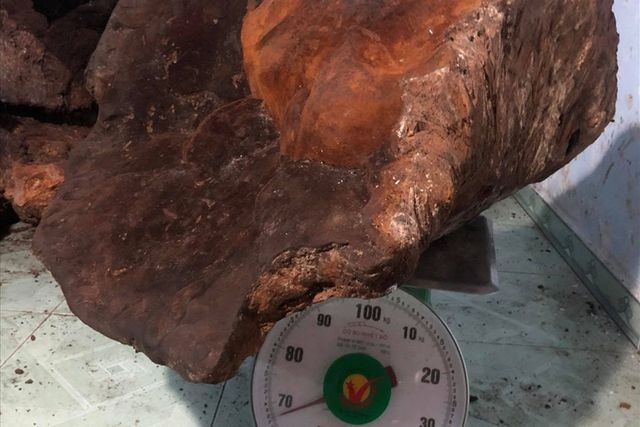 Quảng Nam: Cây nấm "khủng" 70 kg, trả giá 60 triệu chưa bán