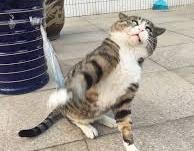 Biểu cảm đỉnh cao của chú mèo béo cơ nhỡ bỗng thành ngôi sao internet